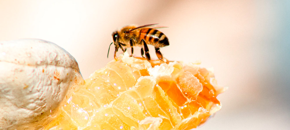 La miel como antioxidante