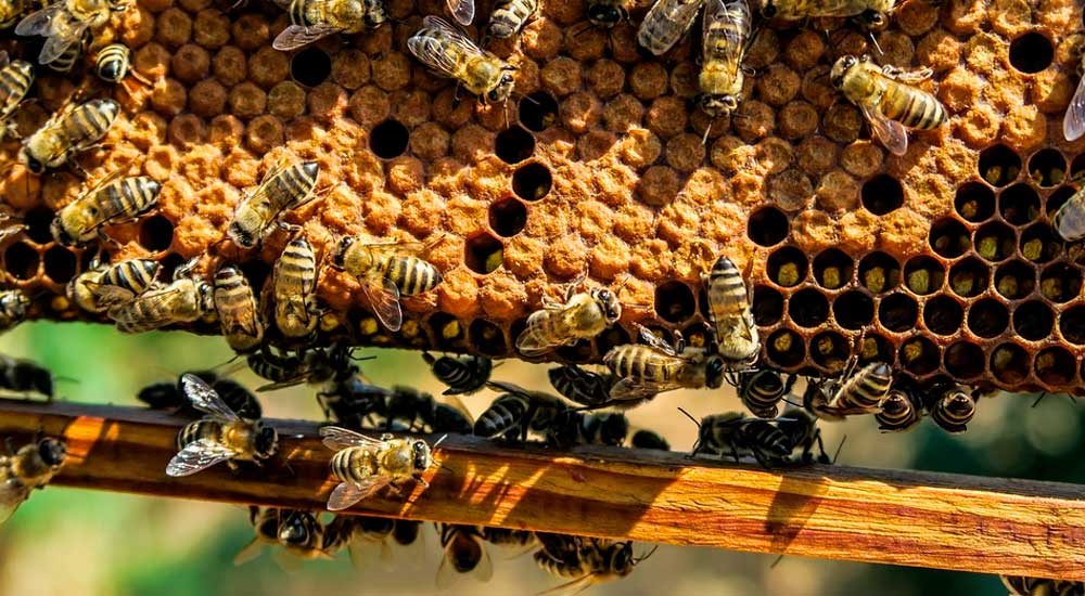 El negocio de la miel en Europa