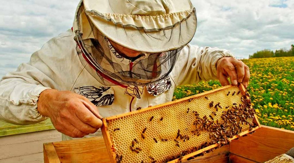 recolecta la miel