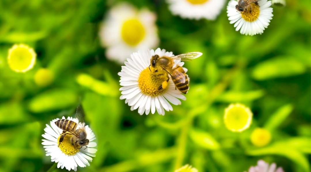 Las abejas verano, cuidados de la colmena