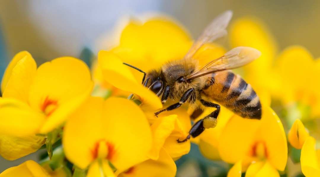 Bees in summer and high temperatures