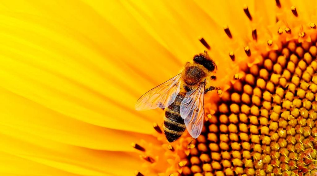 abeilles en été