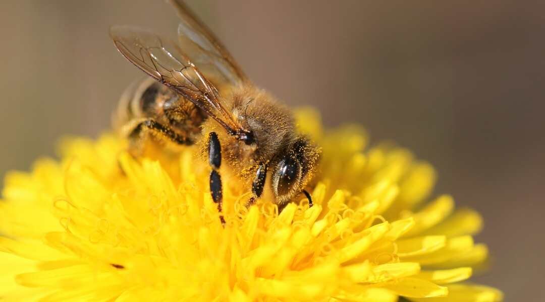 construcción naval Suposición Perspicaz La importancia de las abejas en el planeta - MAES HONEY