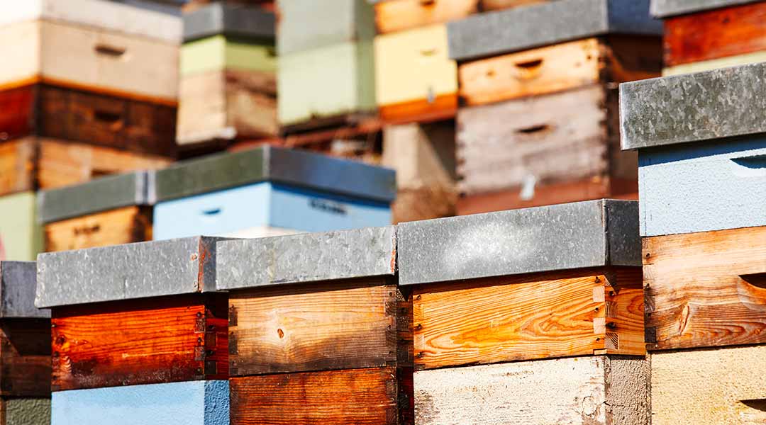 Types of hives