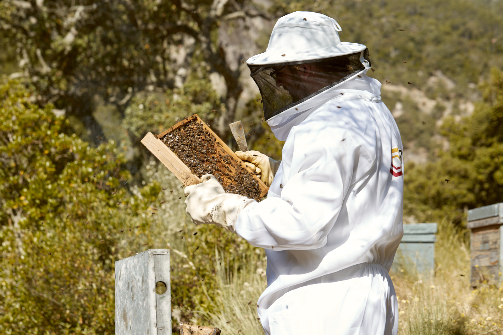 Propiedades y características de la miel de bosque