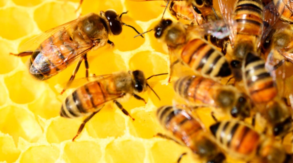 tipos de mieles abejas