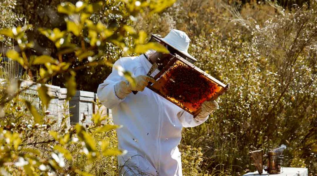 Miel ecológica