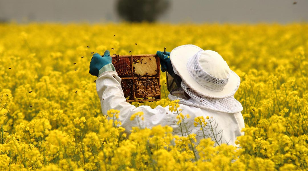 miel d'abeille