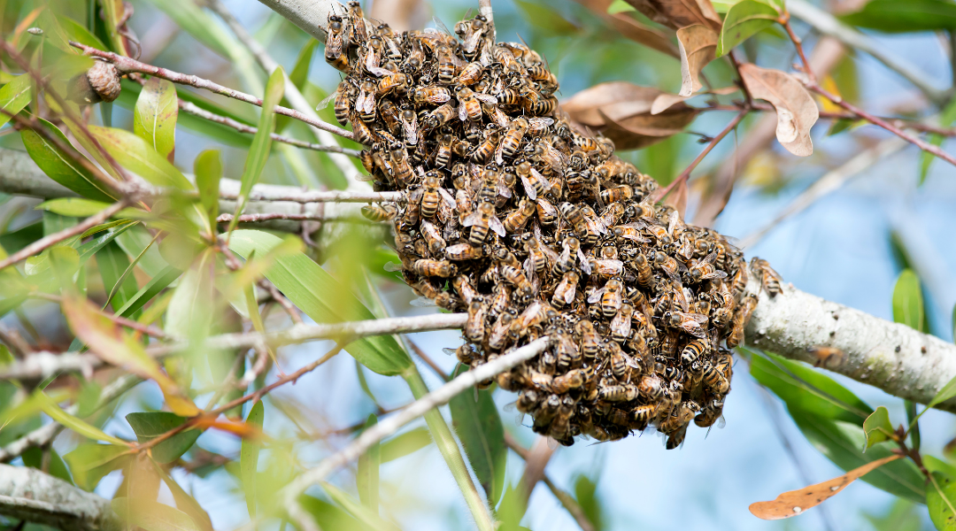 temporada de abejas