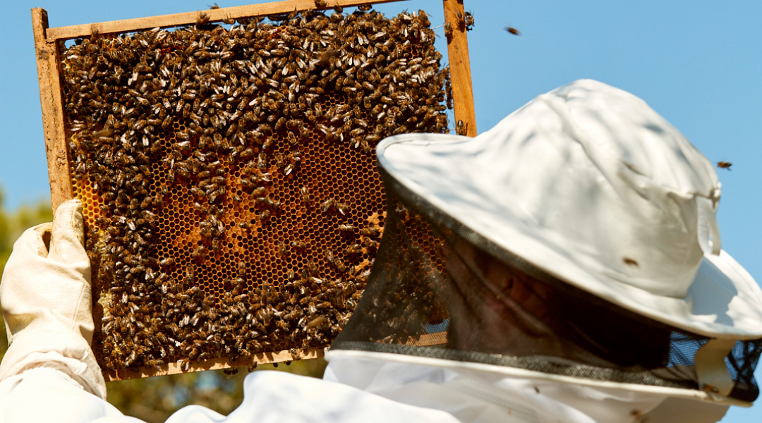 Qué es la apicultura