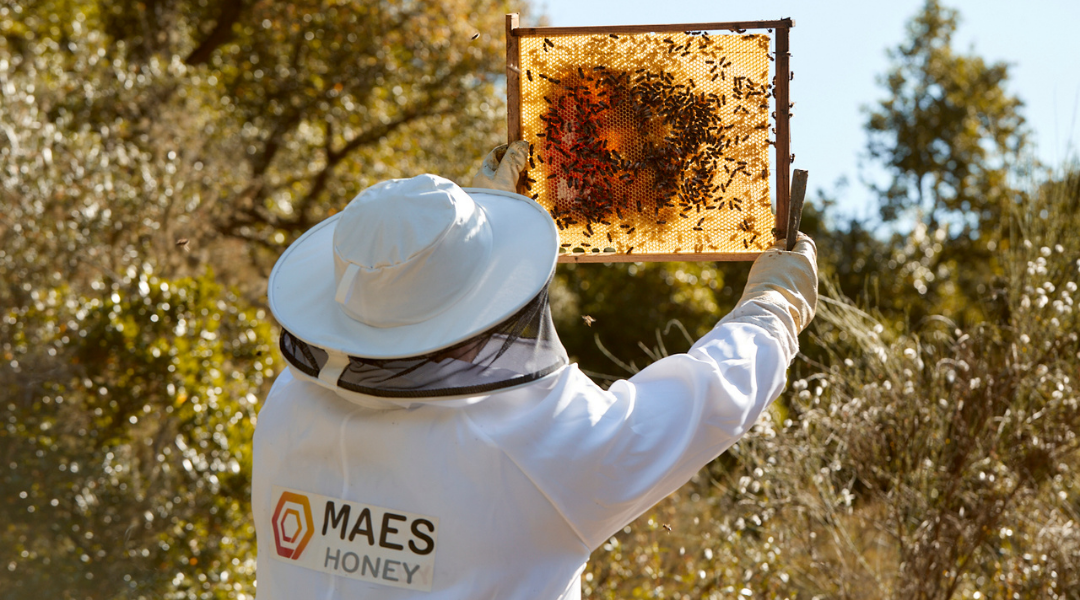 apicultor en la apicultura