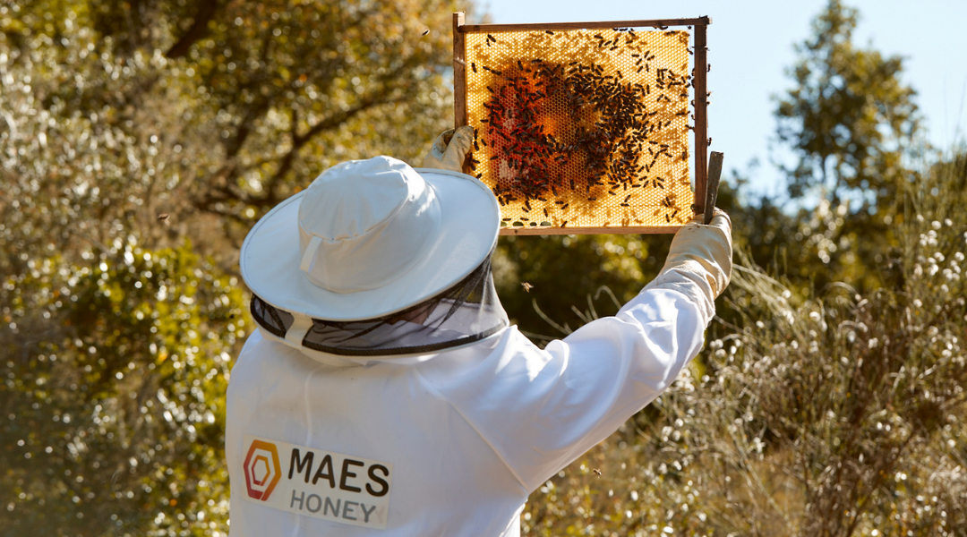 Qué significa beekeeping age en Inglés (US)?