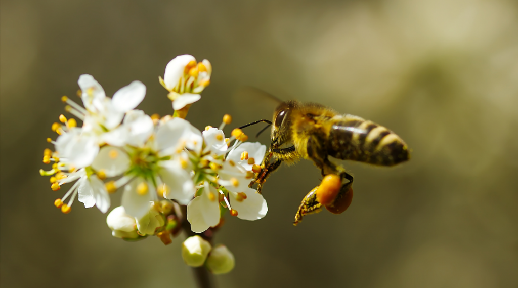 avispas y abejas diferencias