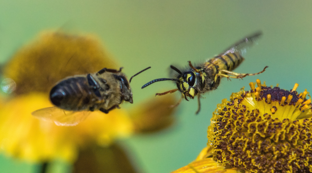 cuales son las diferencias entre las abejas y las avispas