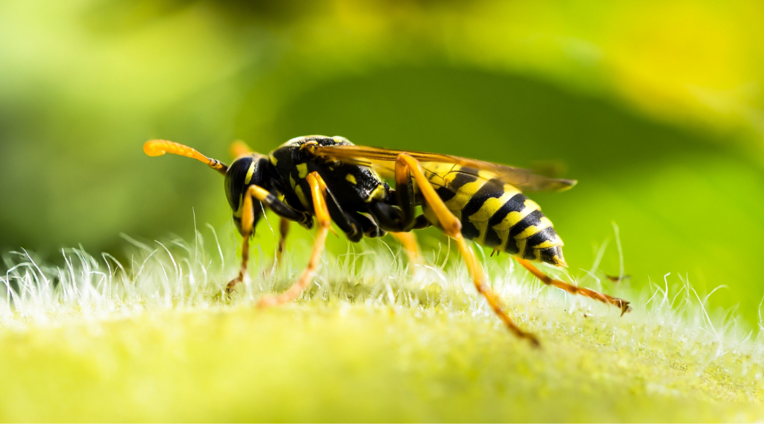 diferencias entre abejas y avispas