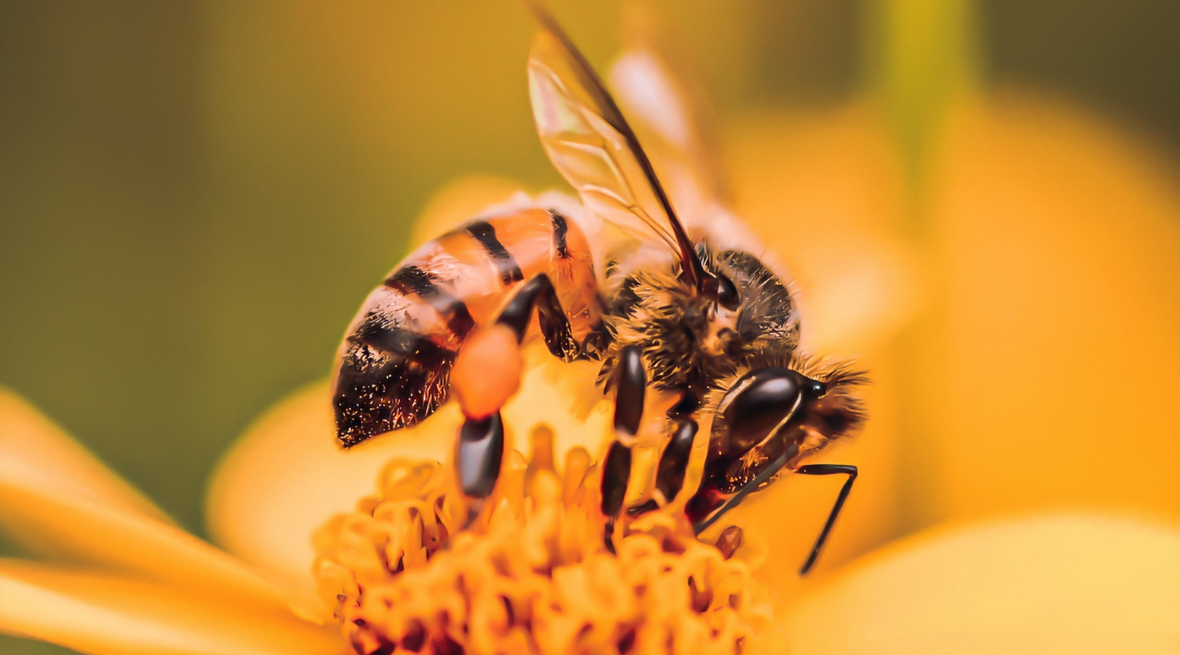 importance des abeilles dans le monde