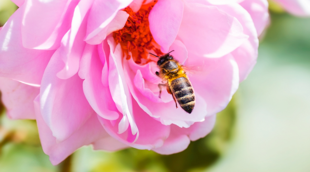 importancia de las abejas en la polinización