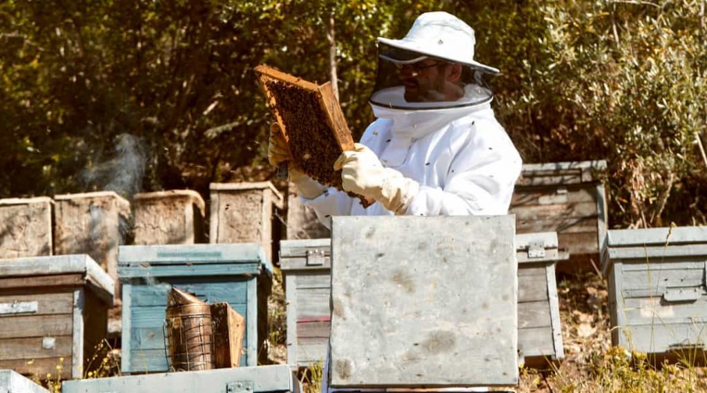 Líder en exportación de miel