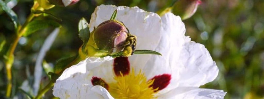 abeja-flor-blanca