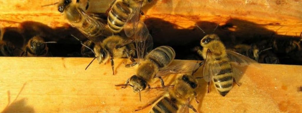 abejas-panal