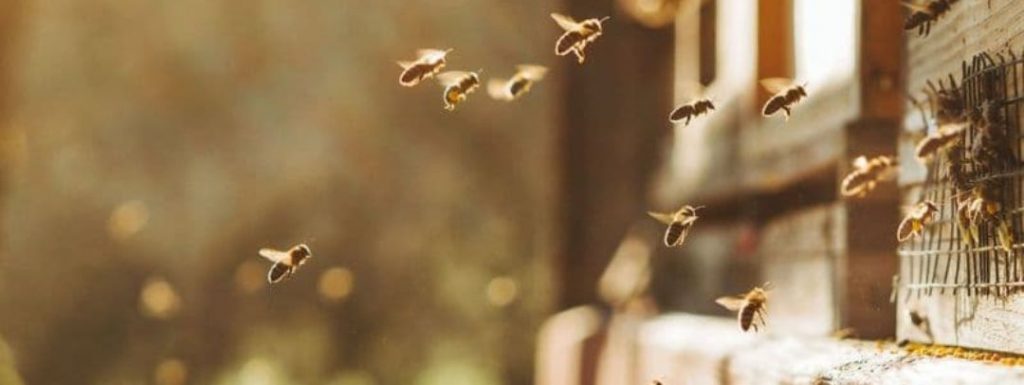colmena-miel-abejas