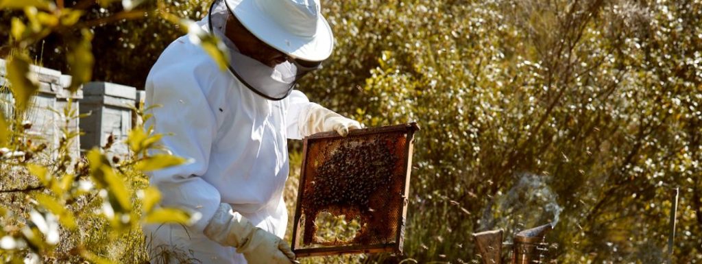 de la colmena a tu casa apicultor