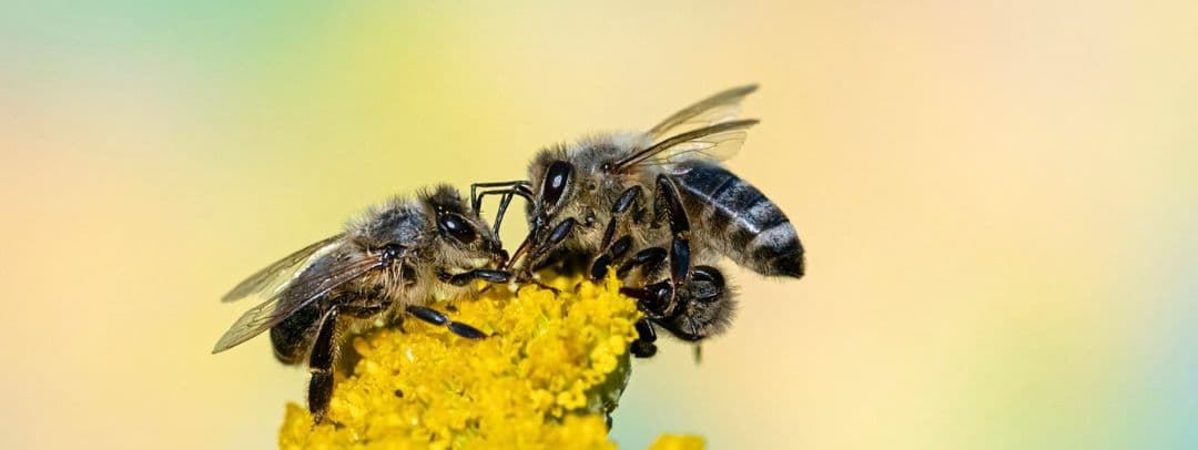 Cómo elaboran las abejas la miel