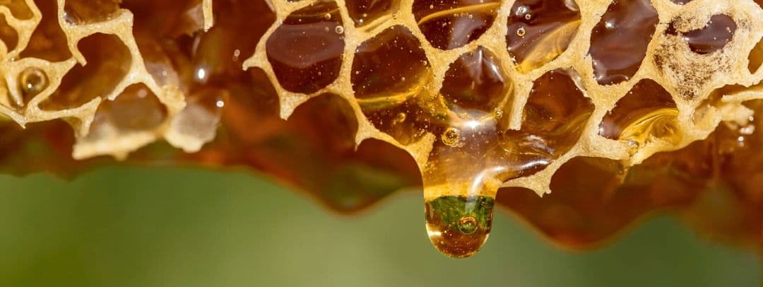 Miel de abeja pura: propiedades y beneficios