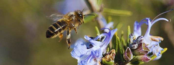 miel de abeja caracteristicas