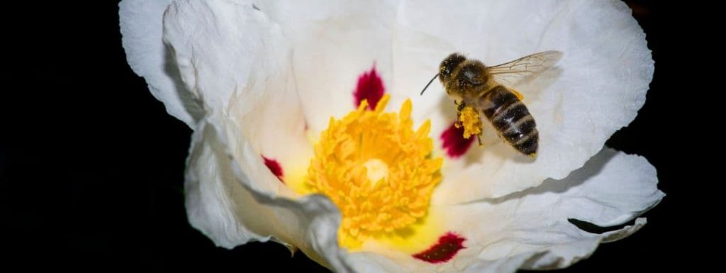Por qué las abejas hacen miel